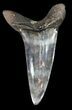 Fossil Shortfin Mako Shark Tooth #45958-1